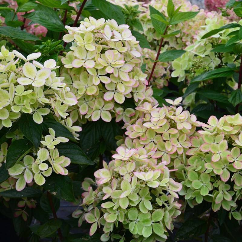 Hortensia paniculata Pastelgreen® 'Rencolor', Hydrangea paniculata à fleurs Rose - feuillage Caduc - Pot de 1,5L - 10/20 cm-  hauteur à maturité De 1, - Image 1