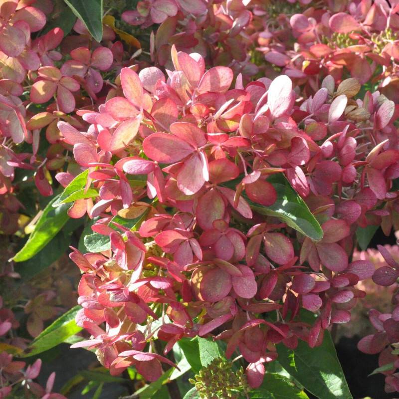 Hortensia paniculata Pastelgreen® 'Rencolor', Hydrangea paniculata à fleurs Rose - feuillage Caduc - Pot de 1,5L - 10/20 cm-  hauteur à maturité De 1, - Image 7