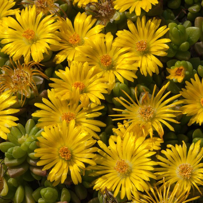 Delosperma lineare - Ficoïde jaune, Pourpier vivace Godet de 8/9 cm