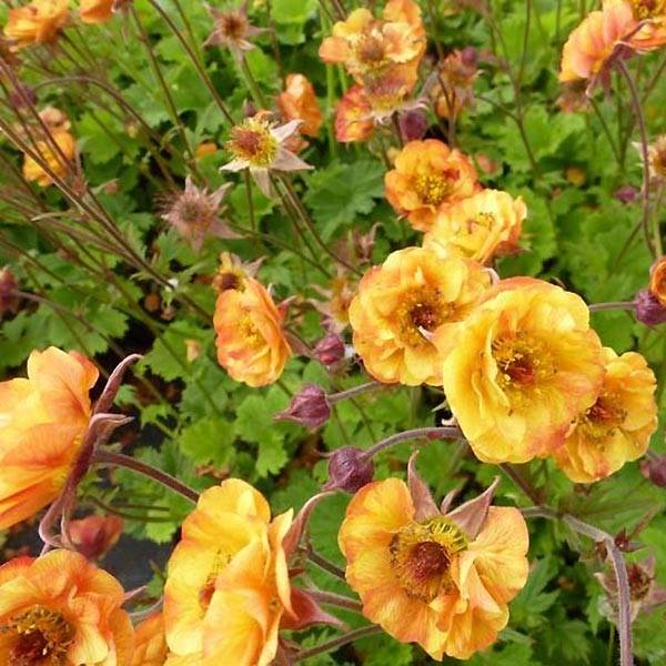 Promesse de Fleurs - Benoîte Alabama Slammer Godet de 8/9 cm (par 3)