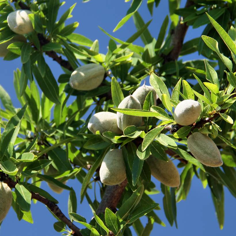 Amandier Aï Bio - Prunus dulcis Grandes Racines nues, Scion