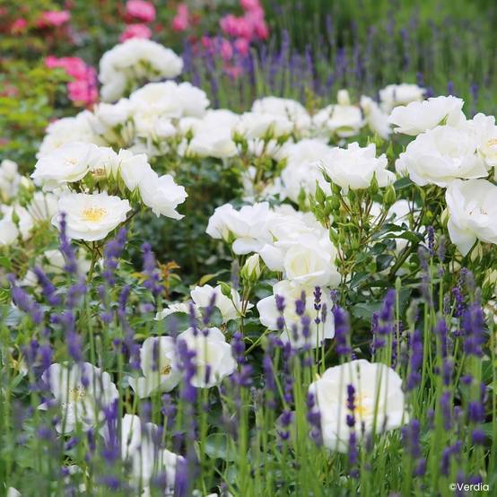 Promesse de Fleurs - Rosier Décorosiers OPALIA Pot de 4L/5L