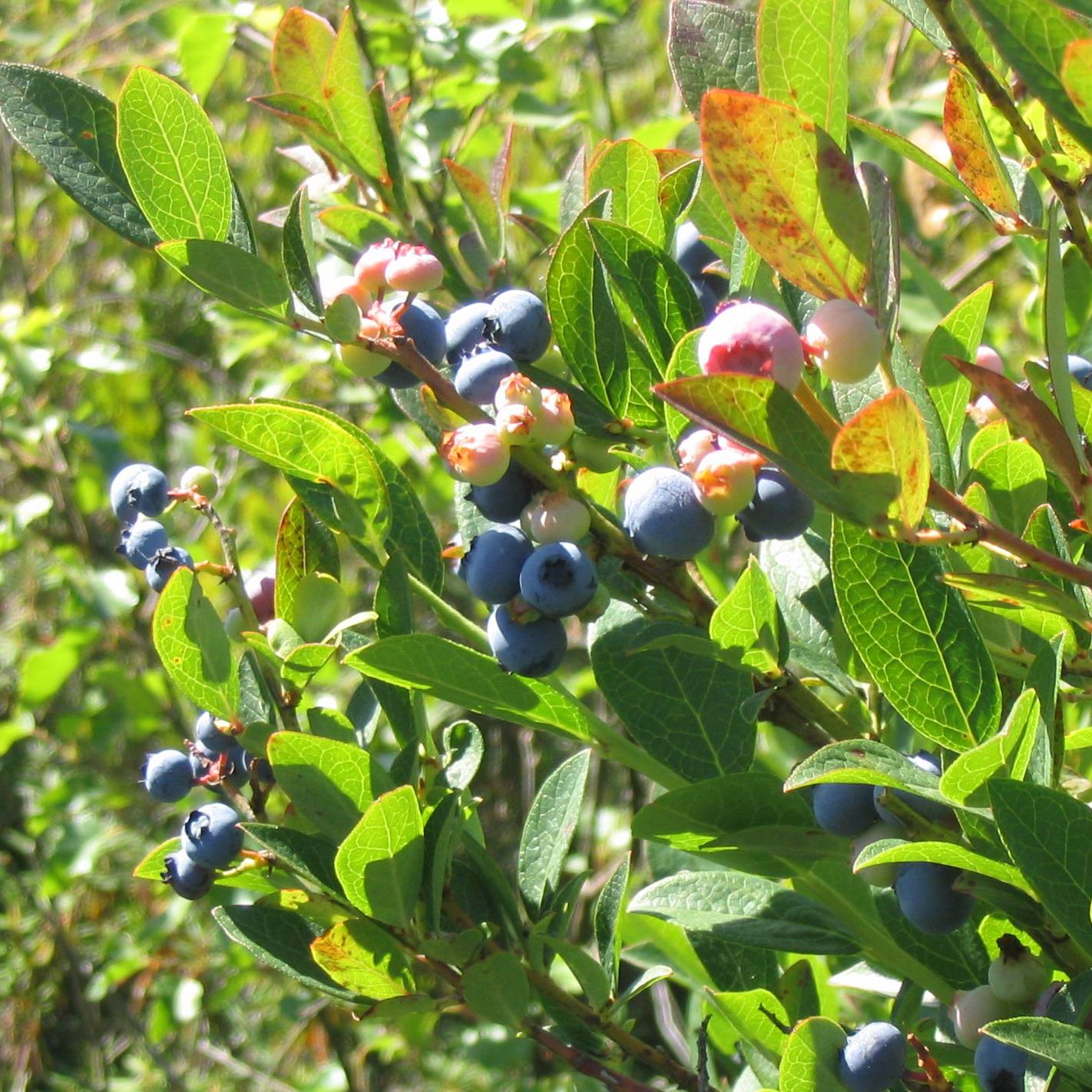 Myrtillier Reka - Vaccinium corymbosum Pot de 1,5L/2L, Buisson