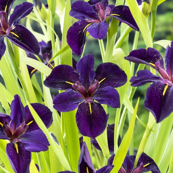 Iris de Louisiane Black Gamecock - Iris louisiana Godet de 8/9 cm