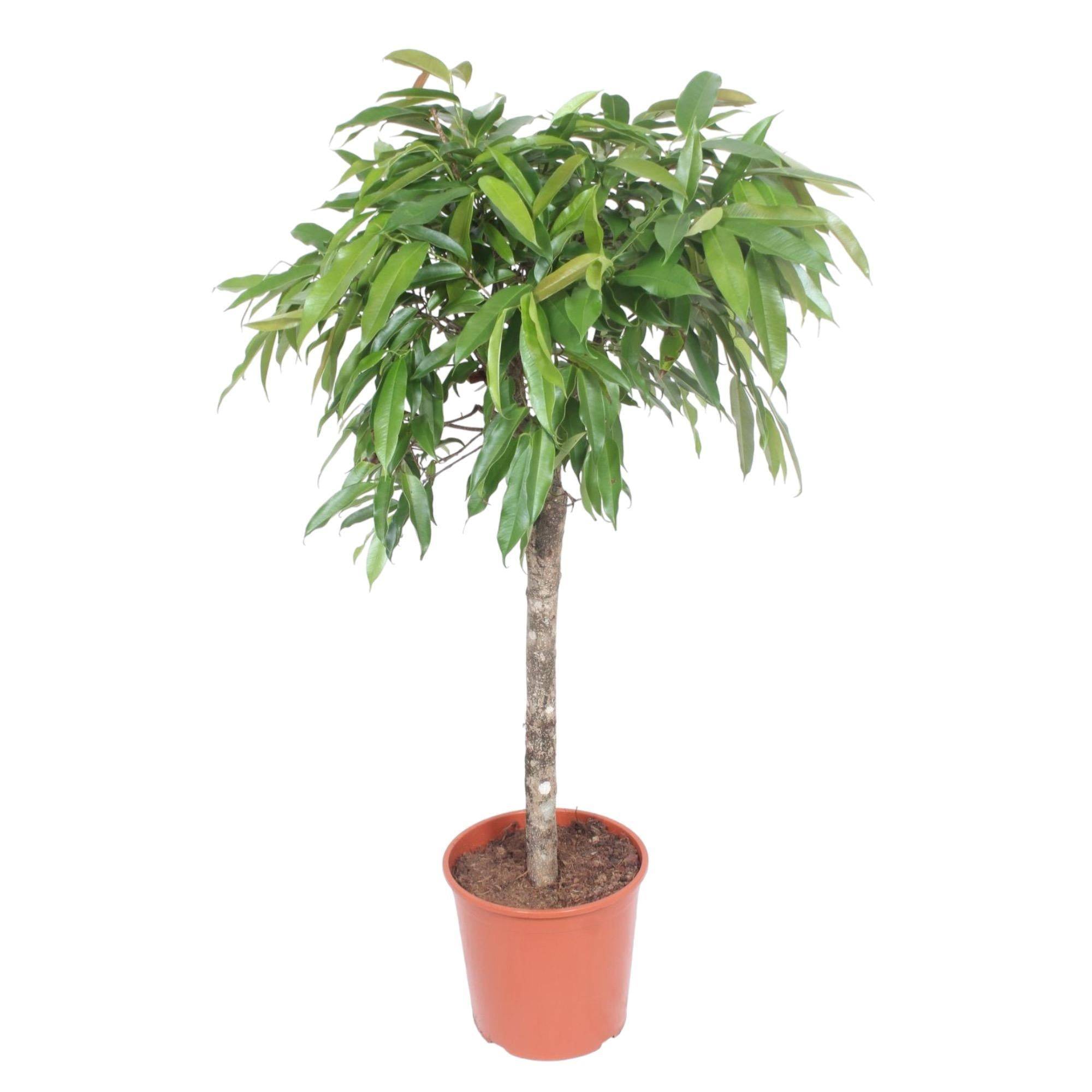 La Green Touch - Ficus Amstel King - D30 H130cm