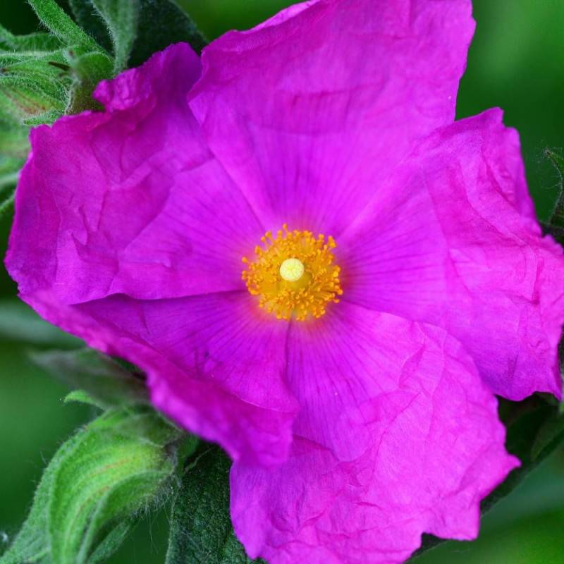 Ciste pourpre, Cistus à fleurs Rose - feuillage Persistant - Pot de 3L - 20/40 cm- hauteur à maturité De 0,50 m à 1,00 m - Image 6
