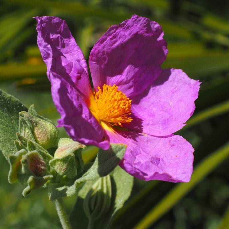 Ciste pourpre, Cistus à fleurs Rose - feuillage Persistant - Pot de 3L - 20/40 cm- hauteur à maturité De 0,50 m à 1,00 m - Image 3