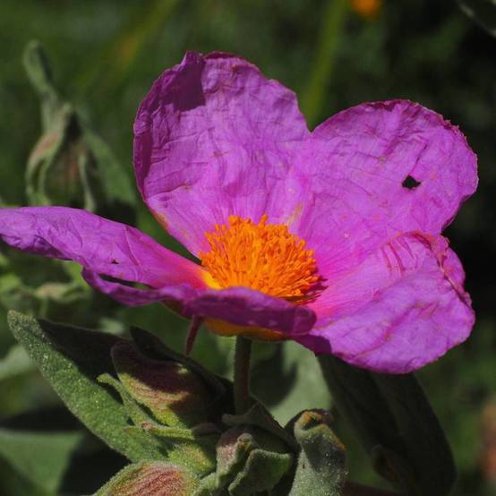 Ciste pourpre, Cistus à fleurs Rose - feuillage Persistant - Pot de 3L - 20/40 cm- hauteur à maturité De 0,50 m à 1,00 m - Image 7