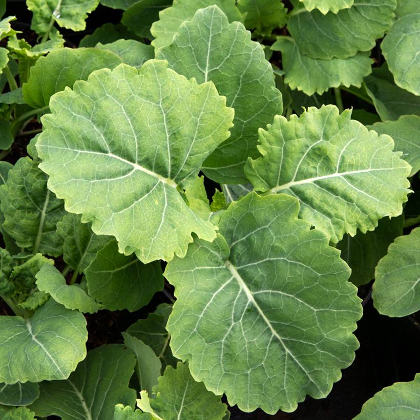 Promesse de Fleurs - Chou perpétuel Daubenton's Green en plant - Brassica oleracea ramosa Godet de 8/9 cm