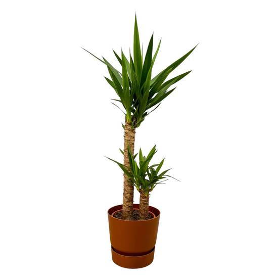 Yucca et son pot- La Green Touch Marron + Reservoir - Hauteur 100cm