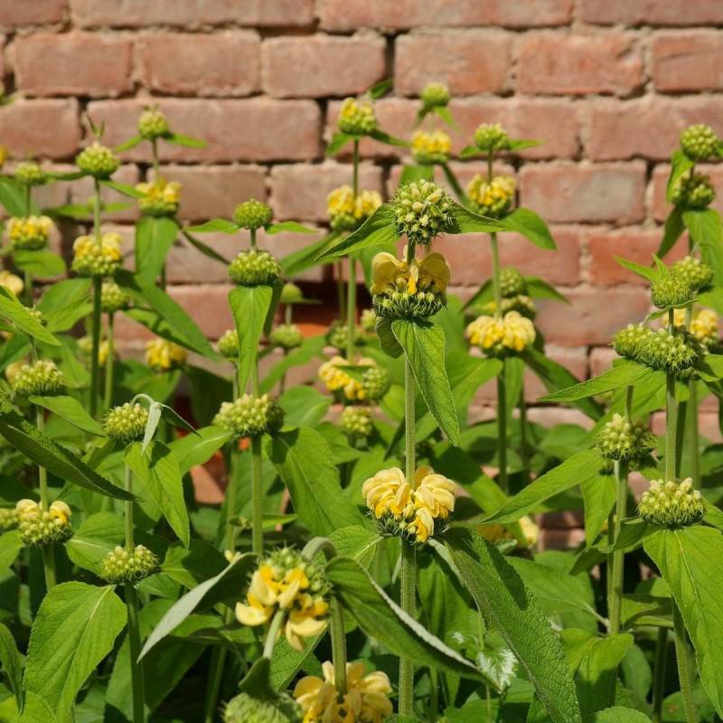 Sauge de Jérusalem à fleurs Jaune - feuillage Persistant - Godet - 5/20 cm-  hauteur à maturité De 1,00 m à 1,50 m