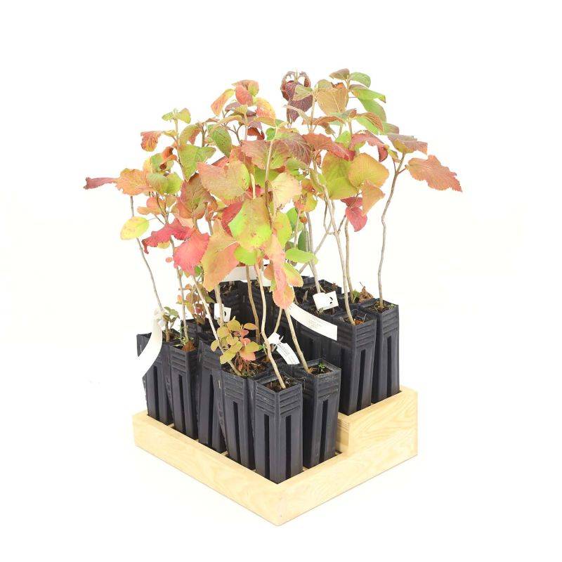 20 Viornes Cotonneuse (Viburnum Lantana) - Haie de Viorne Cotonneuse - - Pépinières Naudet - Image 3