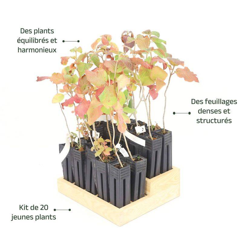 20 Viornes Cotonneuse (Viburnum Lantana) - Haie de Viorne Cotonneuse - - Pépinières Naudet - Image 4
