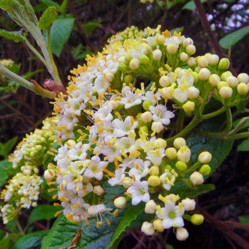 20 Viornes Cotonneuse (Viburnum Lantana) - Haie de Viorne Cotonneuse - - Pépinières Naudet - Image 2