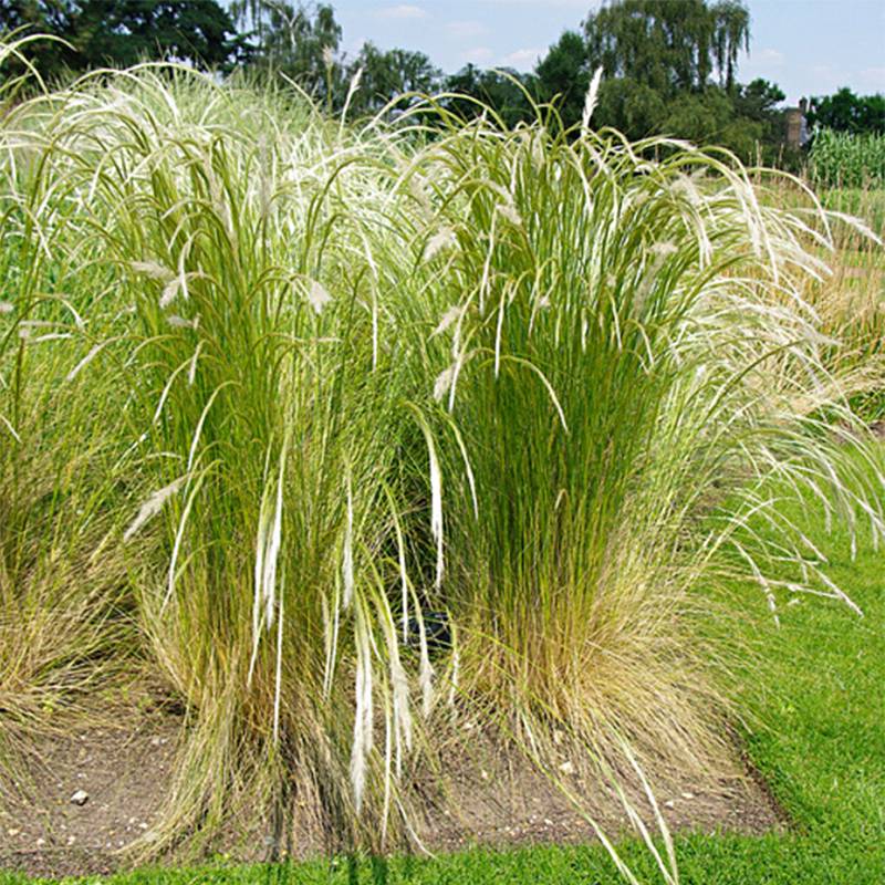 Promesse de Fleurs - Stipa ichu - Jarava ichu Godet de 7/8 cm