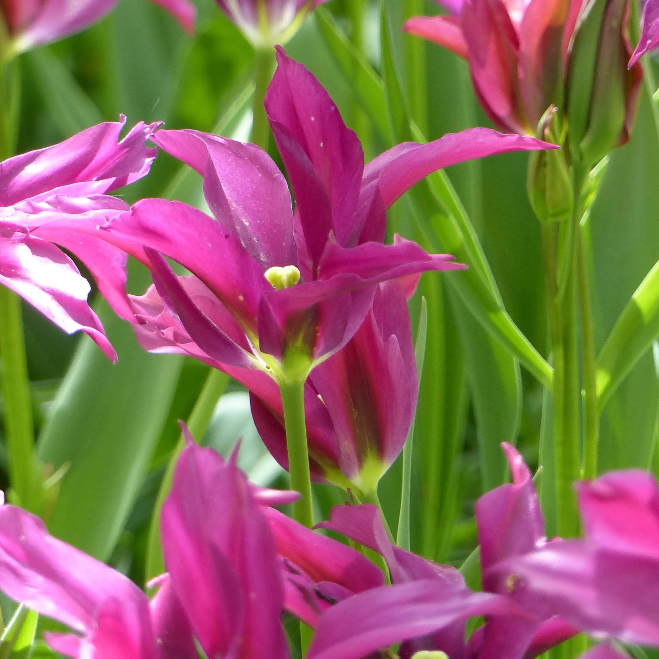 Promesse de Fleurs - Tulipe viridiflora Purple Doll Bulbe calibre 11+ (par 10)