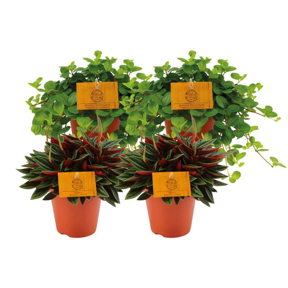 Box - Peperomia lovers x 4 20cm - Plante d'intérieur- La Green Touch - Image 1