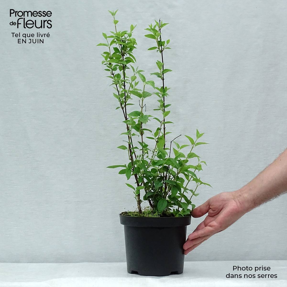 Promesse de Fleurs - Seringat - Philadelphus Frosty Morn Pot de 3L/4L - Image 2