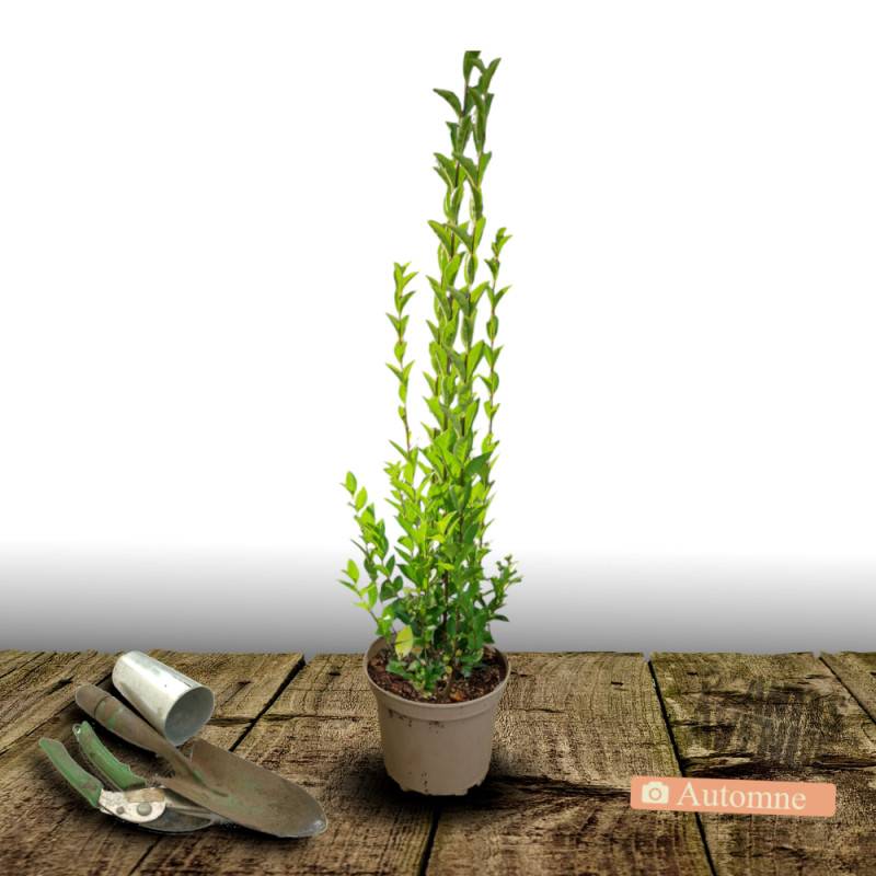 Troène du Japon, Ligustrum à fleurs Blanche - feuillage Persistant - Pot de 3L - 40/60 cm-  hauteur à maturité De 1,50 m à 2,00 m - Image 2
