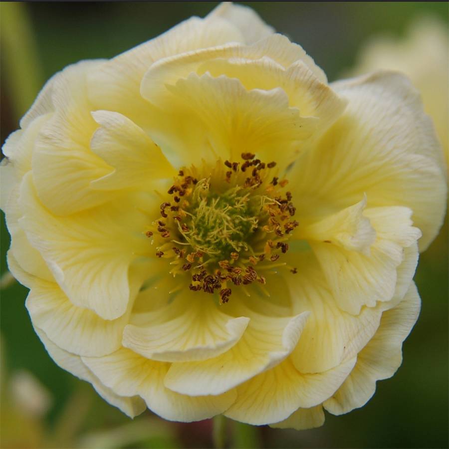 Promesse de Fleurs - Geum Cocktail Gimlet - Benoîte jaune pâle Godet de 8/9 cm