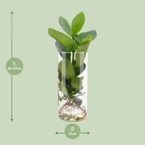 Clusia en Hydroculture et Son Vase - D12 H30cm - Image 2