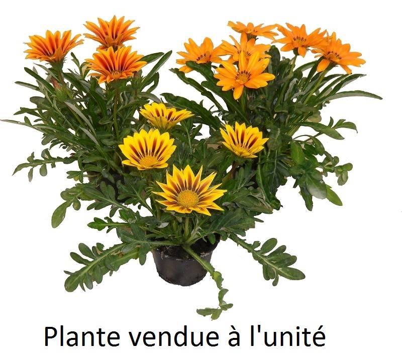 Gazania assorti pot 10.5cm