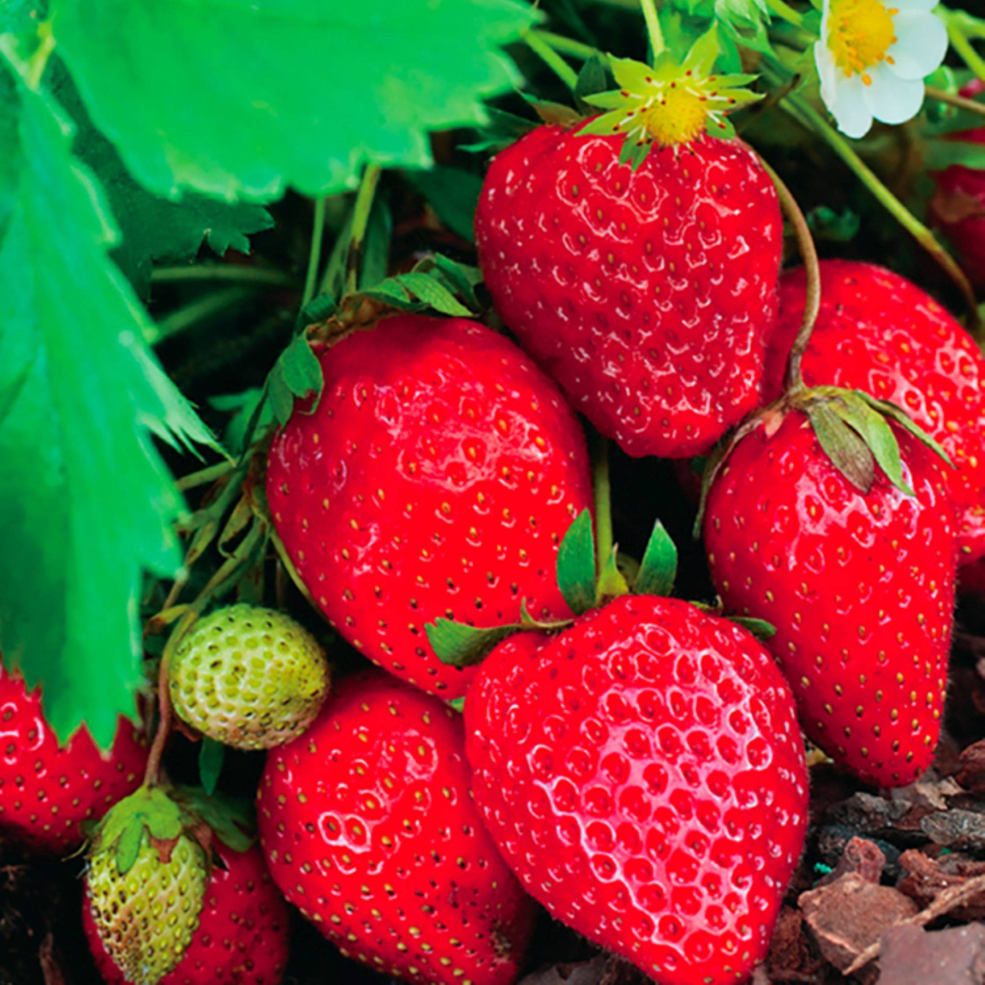 Fleuron D'Anjou - Plant de fraisier remontant Ostara barquette de 6 godets