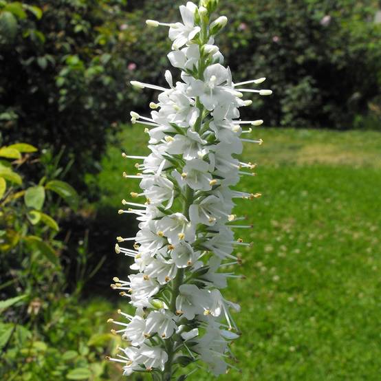 Veronica spicata Icicle - Véronique en épis Icicle Godet de 8/9 cm