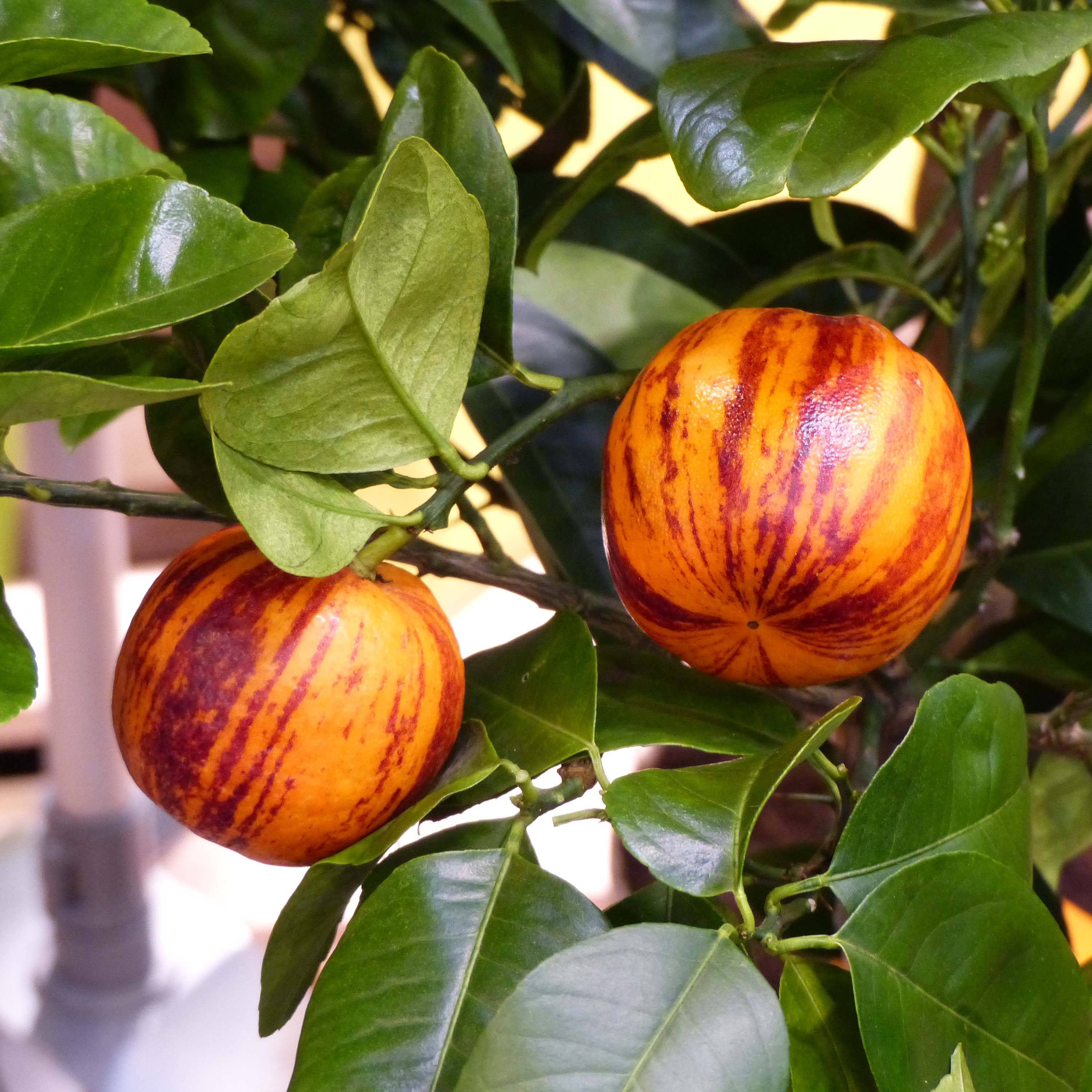 Promesse de Fleurs - Citrus x Doppio Sanguigno - Hybride de citron Meyer et d'orange sanguine. Pot de 4L/5L, 1/4 de tige