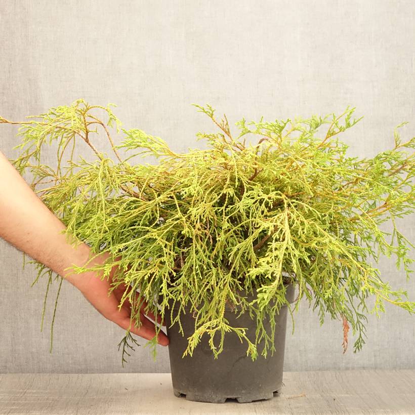 Promesse de Fleurs - Cyprès Sawara - Chamaecyparis pisifera Sungold                   Pot de 3L/4L - Image 2