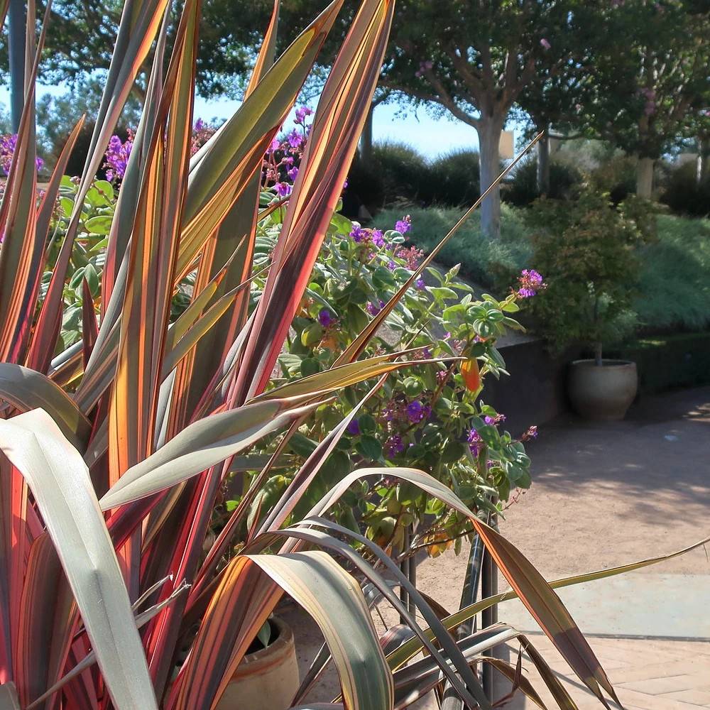 Lin de Nouvelle-Zélande Flamingo, Phormium - Pot de 4L - 20/40 cm