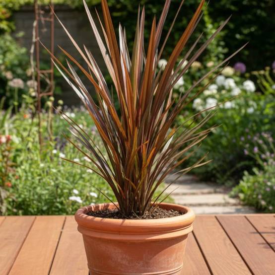 Lin de Nouvelle-Zélande Flamingo, Phormium - Pot de 4L - 20/40 cm - Image 3