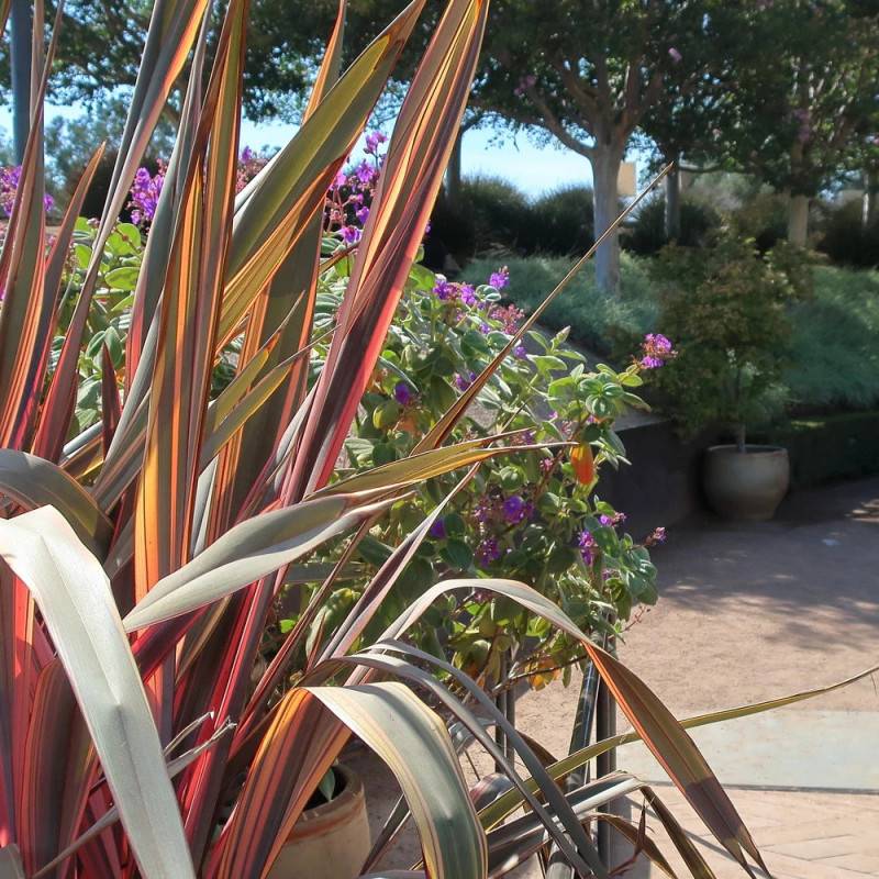 Lin de Nouvelle-Zélande Flamingo, Phormium - Pot de 4L - 20/40 cm - Image 4