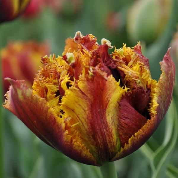 Promesse de Fleurs - Tulipe dentelée double Bastia Bulbe calibre 12+ (par 6)