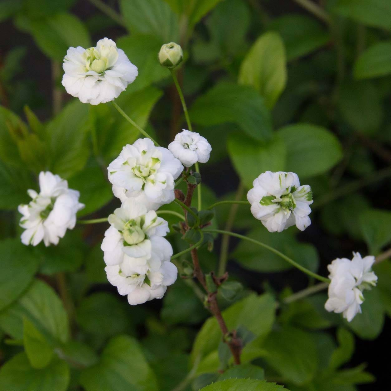 Promesse de Fleurs - Spiraea prunifolia Plena - Spirée blanche Pot de 2L/3L - Image 1