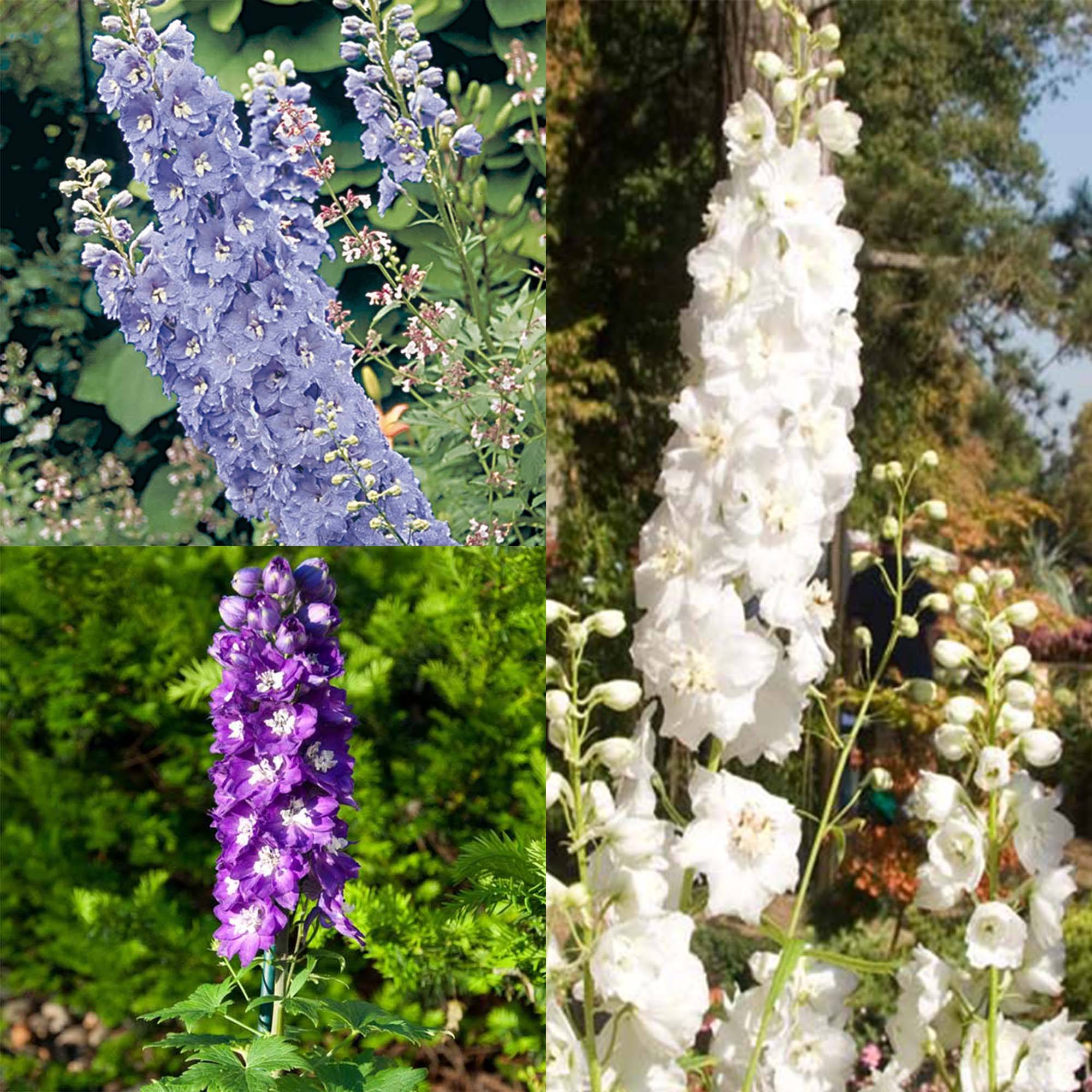Promesse de Fleurs - Collection 3 Delphiniums - Collection de 3 plantes
