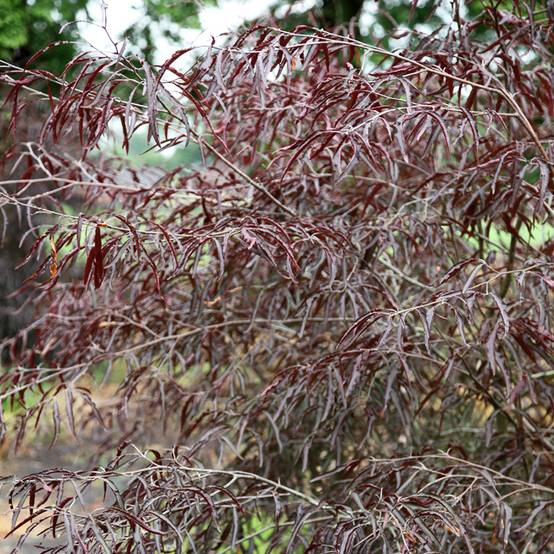 Promesse de Fleurs - Fagus sylvatica Ansorgei - Hêtre commun Pot de 4L/5L