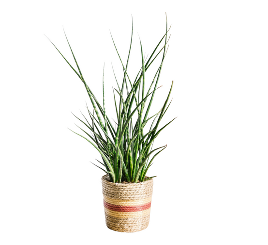 Sansevieria Punk h70cm 65cm - Plante d'intérieur- La Green Touch - Image 1