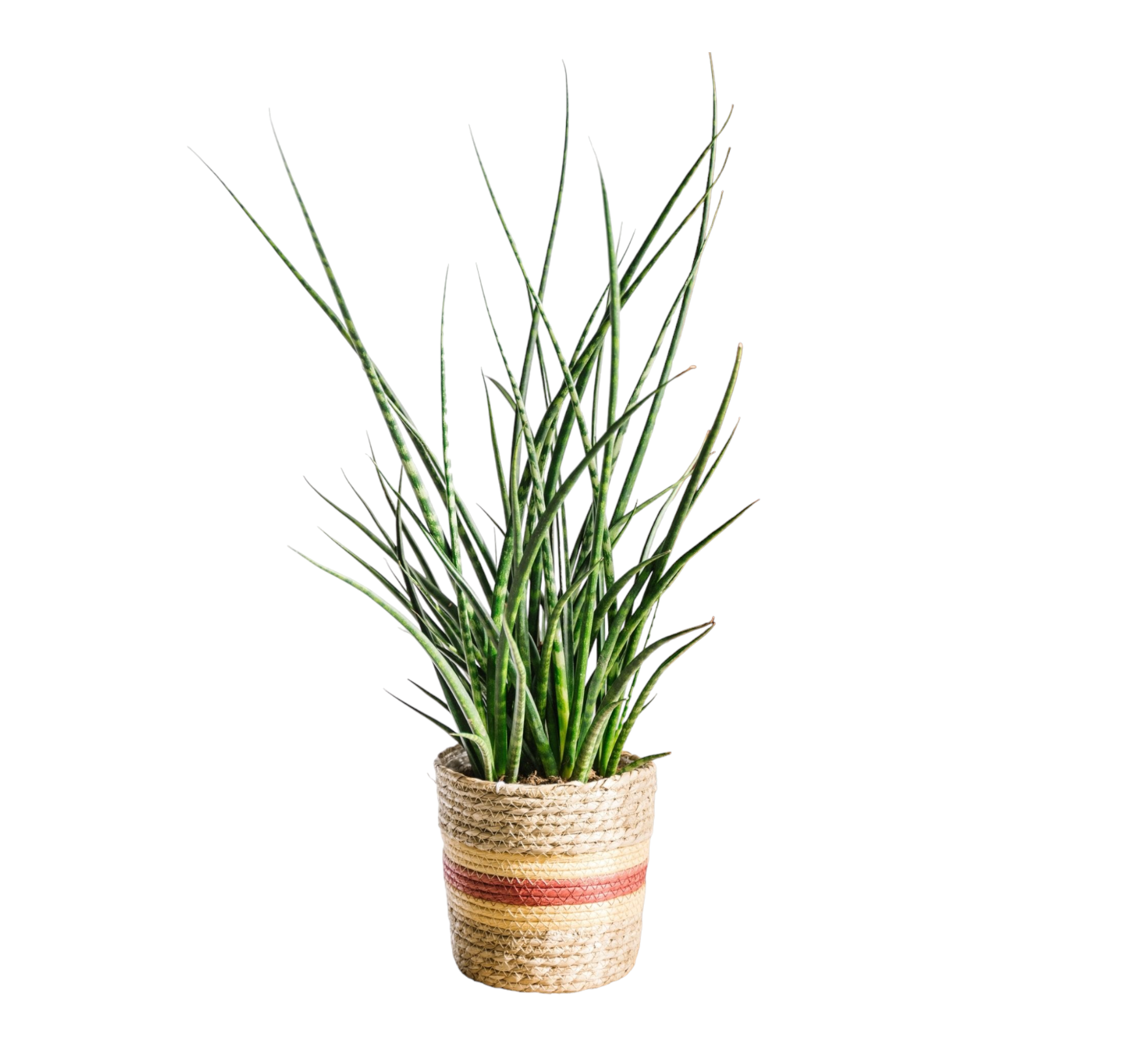 Sansevieria Punk h70cm 65cm - Plante d'intérieur- La Green Touch - Image 1