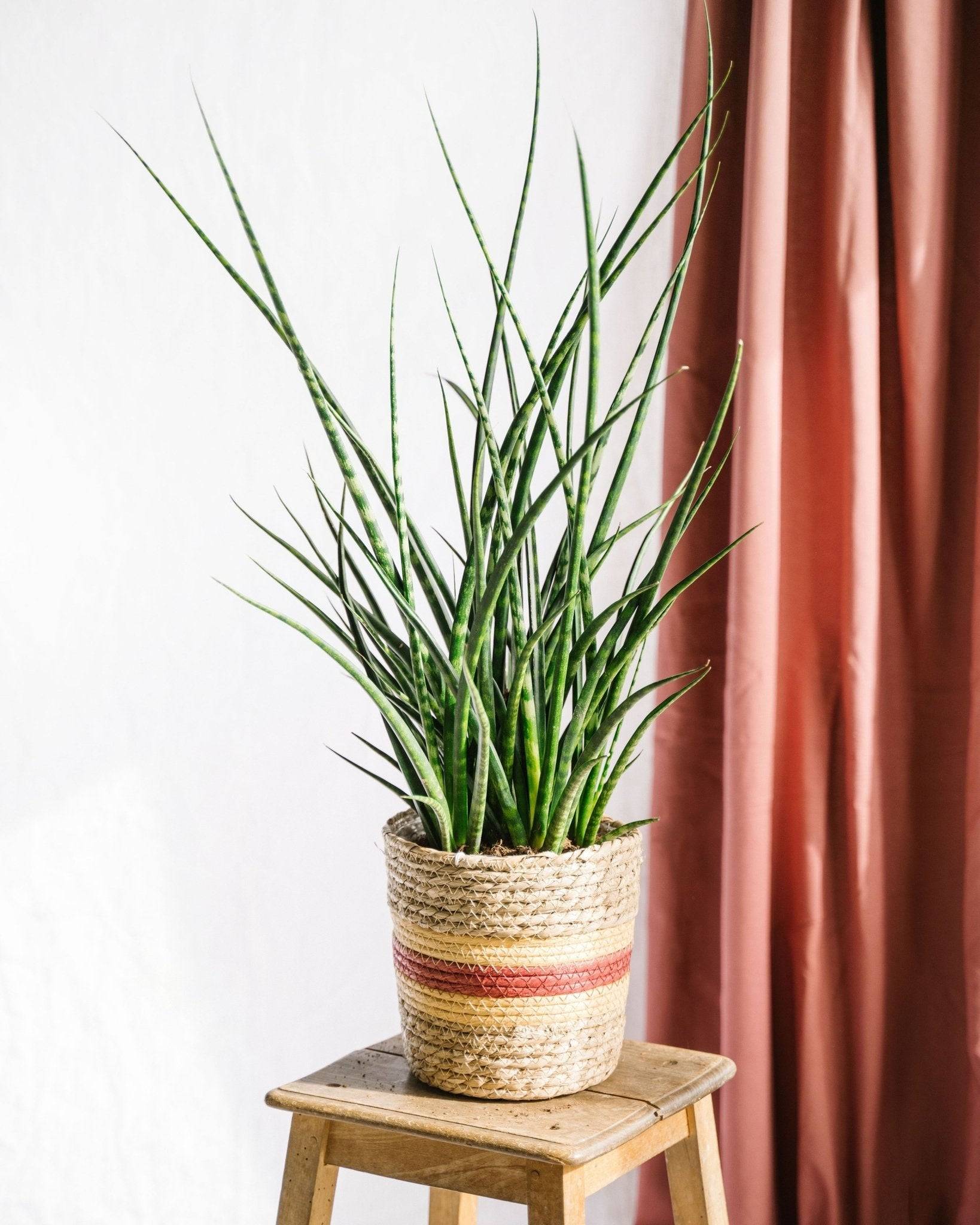 Sansevieria Punk h70cm 65cm - Plante d'intérieur- La Green Touch - Image 2