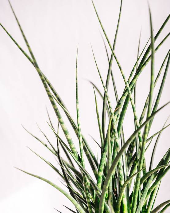 Sansevieria Punk h70cm 65cm - Plante d'intérieur- La Green Touch - Image 3
