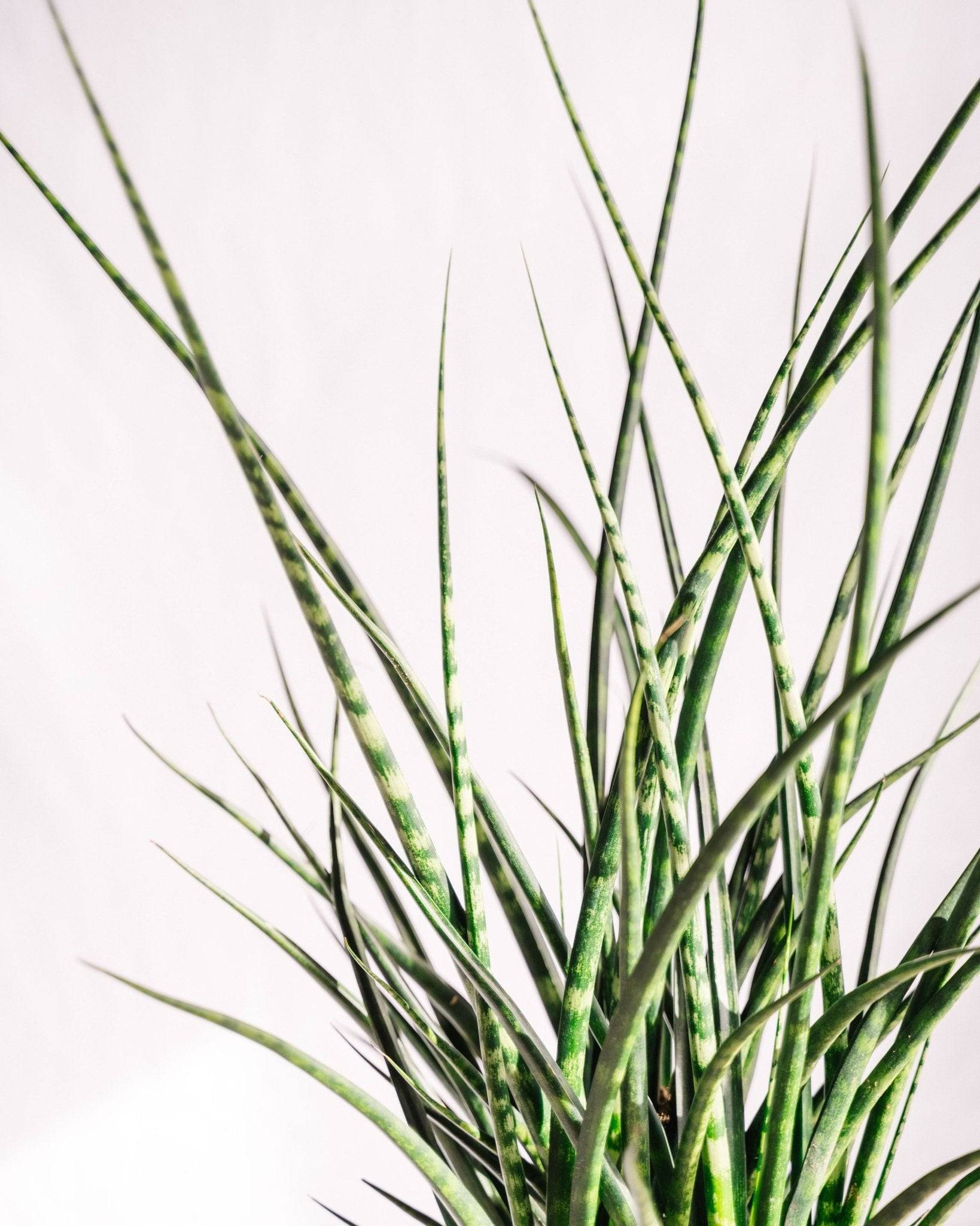 Sansevieria Punk h70cm 65cm - Plante d'intérieur- La Green Touch - Image 3