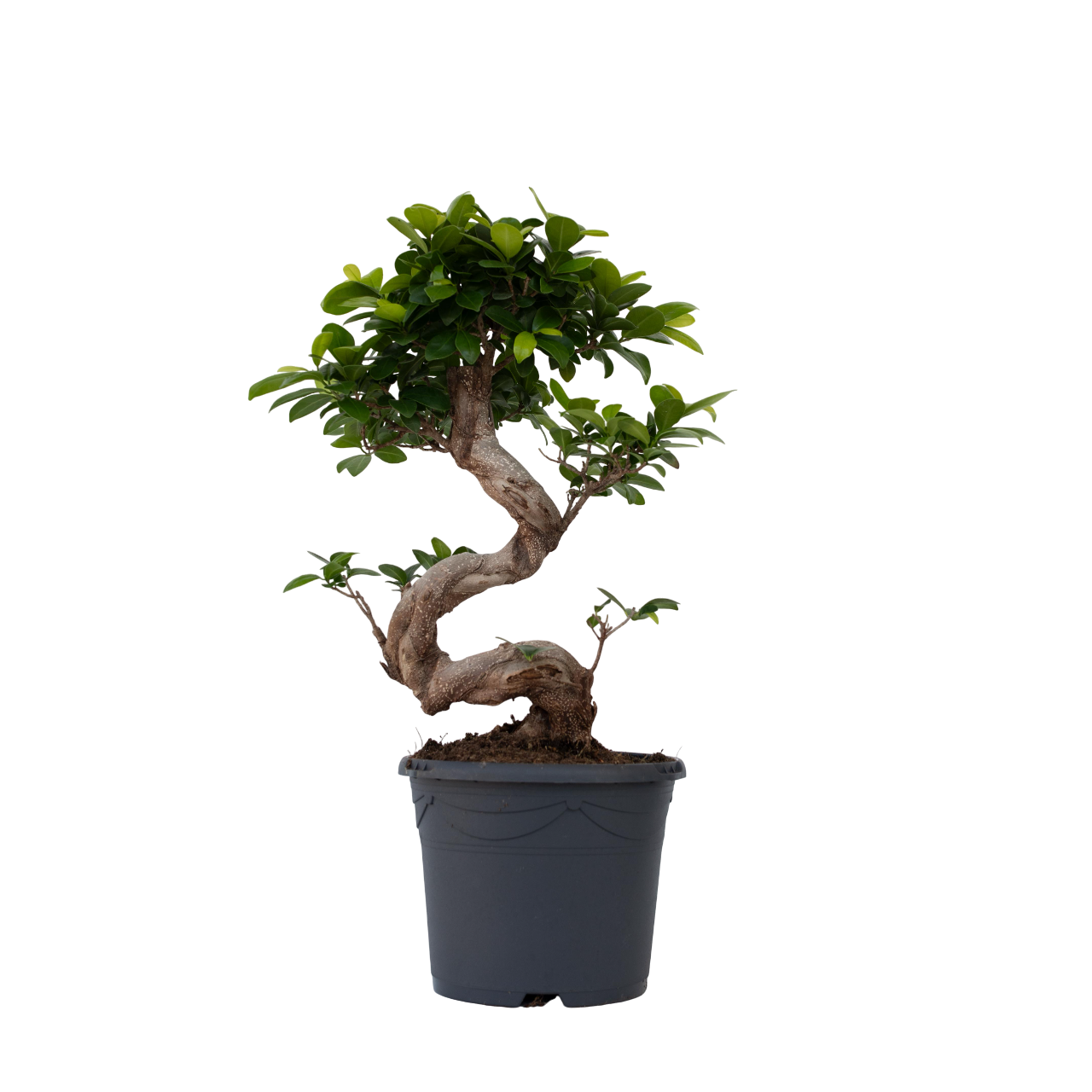 Ficus Ginseng forme de S -  Bonsaï japonais - Pot 20cm - Hauteur 55-65cm - Plant in a Box - Image 1