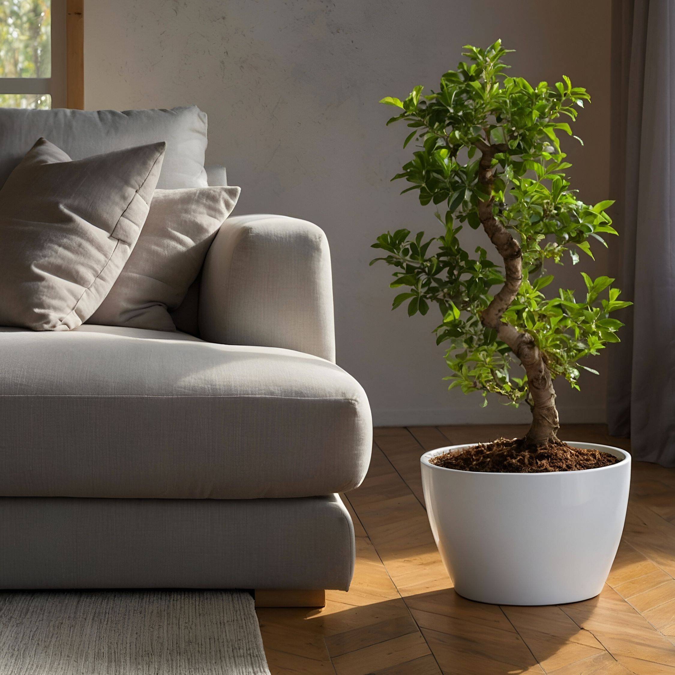 Ficus Ginseng forme de S -  Bonsaï japonais - Pot 20cm - Hauteur 55-65cm - Plant in a Box - Image 2