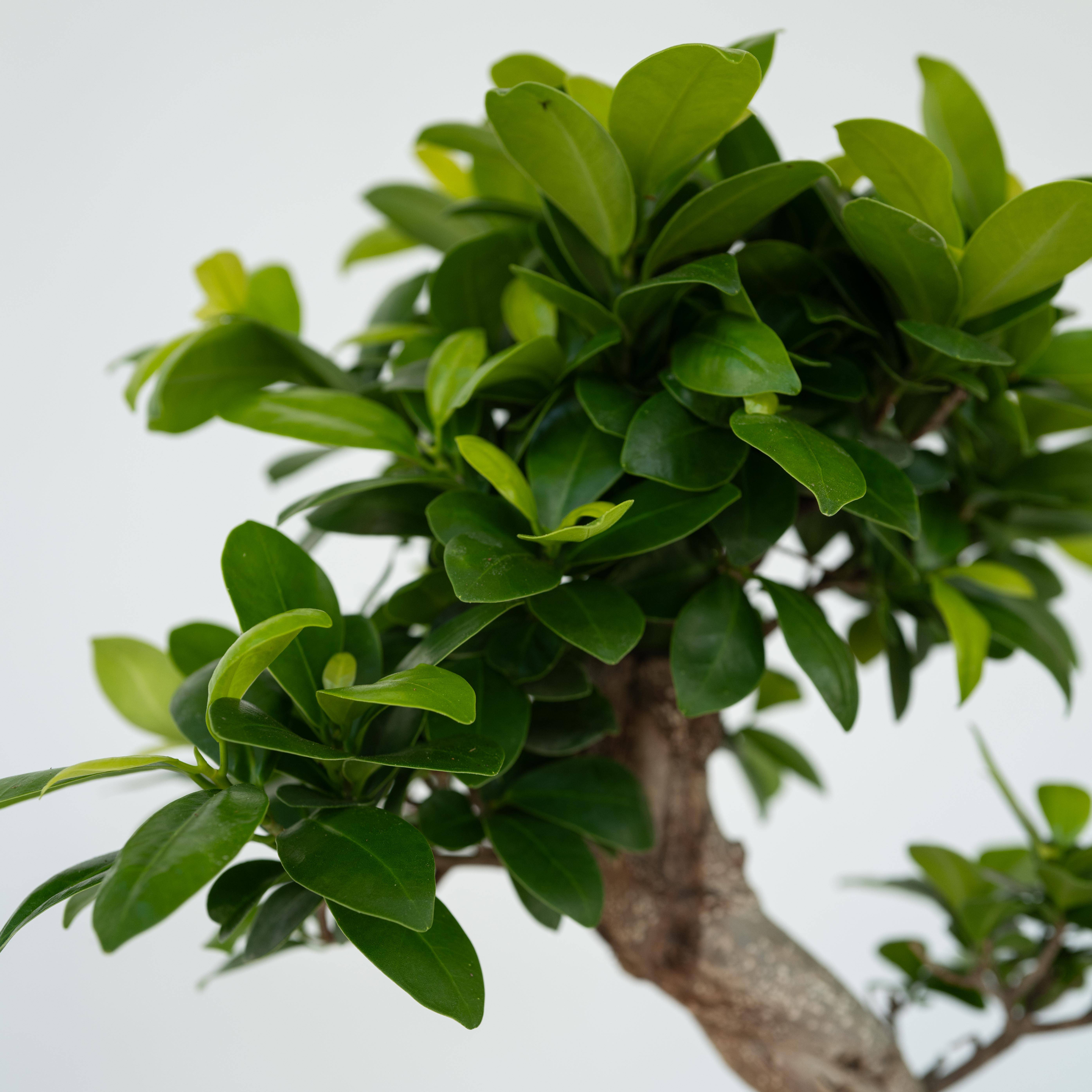 Ficus Ginseng forme de S -  Bonsaï japonais - Pot 20cm - Hauteur 55-65cm - Plant in a Box - Image 4