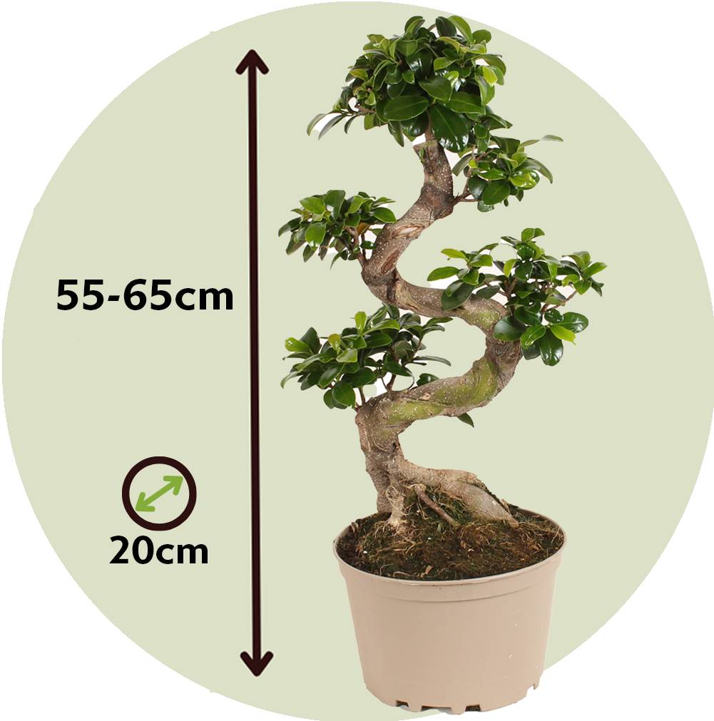 Ficus Ginseng forme de S -  Bonsaï japonais - Pot 20cm - Hauteur 55-65cm - Plant in a Box - Image 6