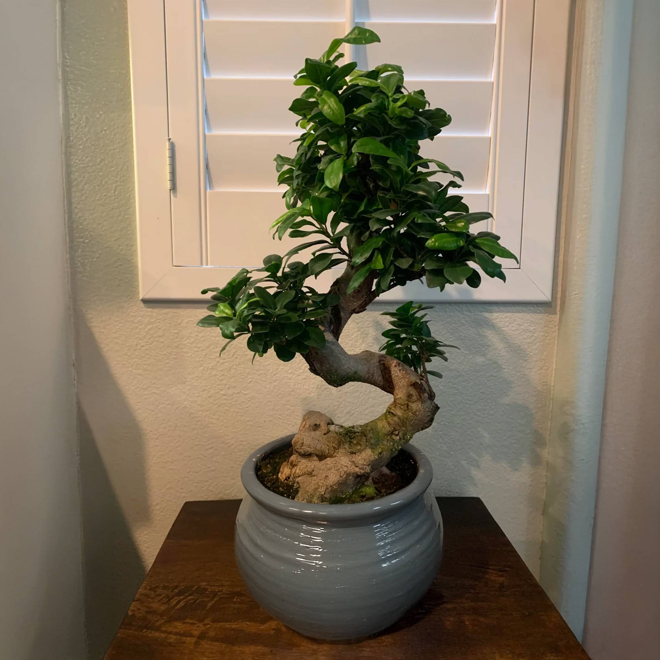 Ficus Ginseng forme de S -  Bonsaï japonais - Pot 20cm - Hauteur 55-65cm - Plant in a Box - Image 3