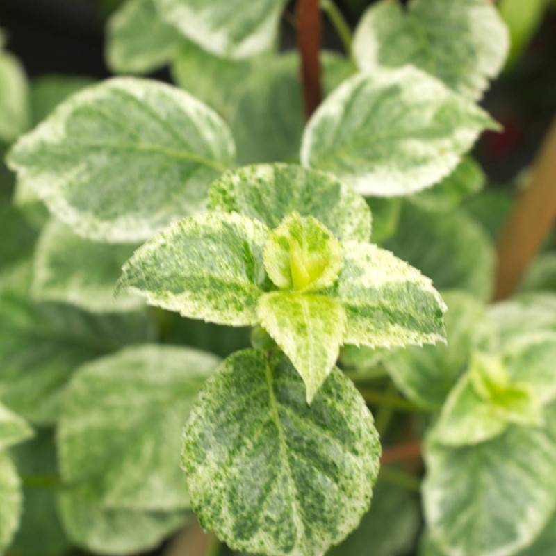 Hortensia grimpant Summer Snow® à fleurs Blanche - feuillage Caduc - Pot de 1,5L - Tuteur bambou 30/60 cm-  hauteur à maturité De 1,50 m à 2,00 m - Image 2