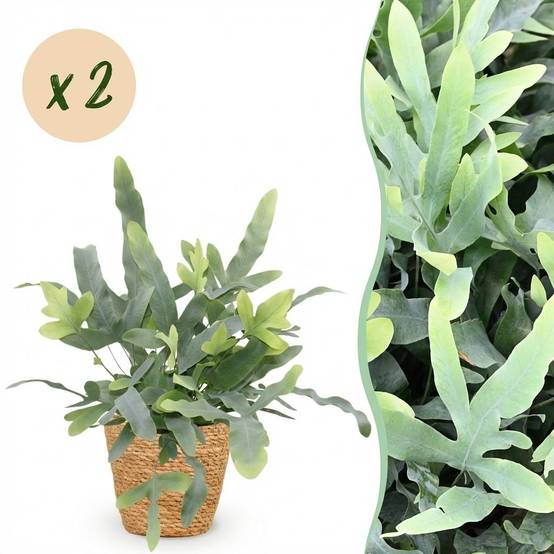 Phlebodium Aureum Bleu Star - H30cm - Image 1