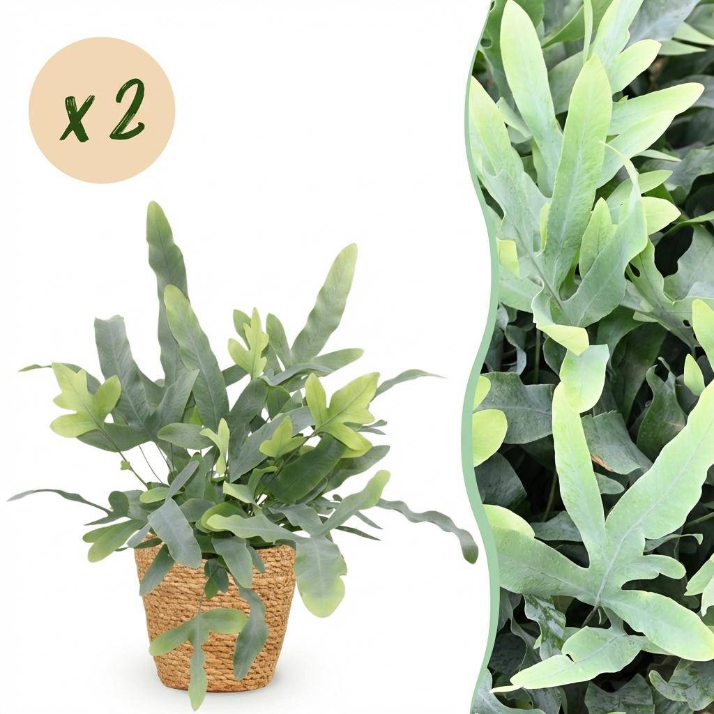 Phlebodium Aureum Bleu Star - H30cm - Image 1
